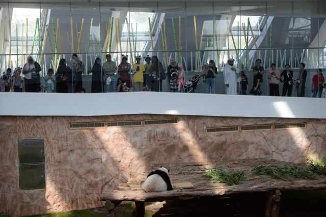 Dev Panda Si Hai, 4. Yaş Gününü Katar'da Kutladı