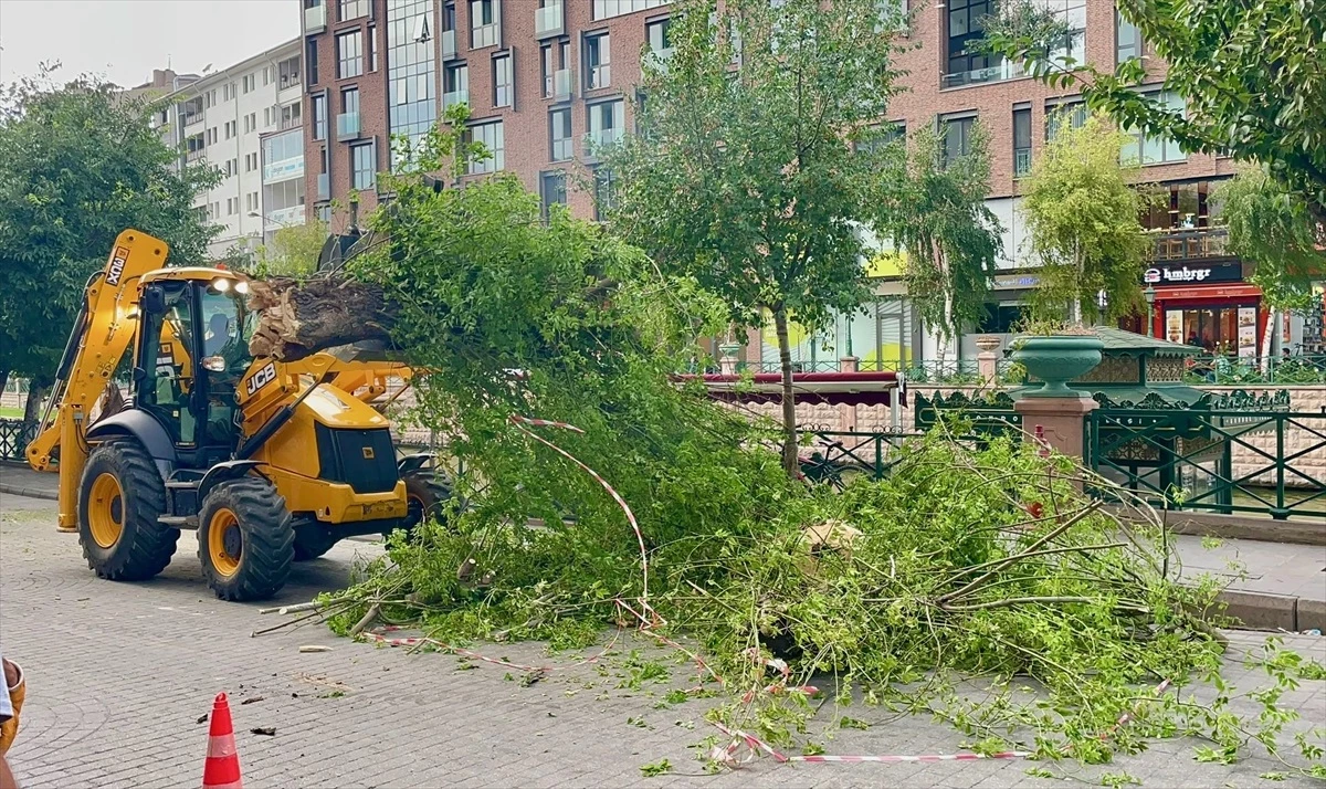 Eskişehir\'de Kuvvetli Rüzgar Sonucu Ağaç Devrildi