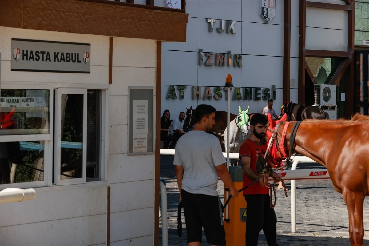 TJK İzmir At Hastanesi, Her Gün 150 Yarış Atına Hizmet Veriyor