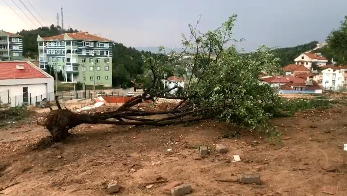 Kastamonu\'da şiddetli rüzgar ağacı kökünden söktü
