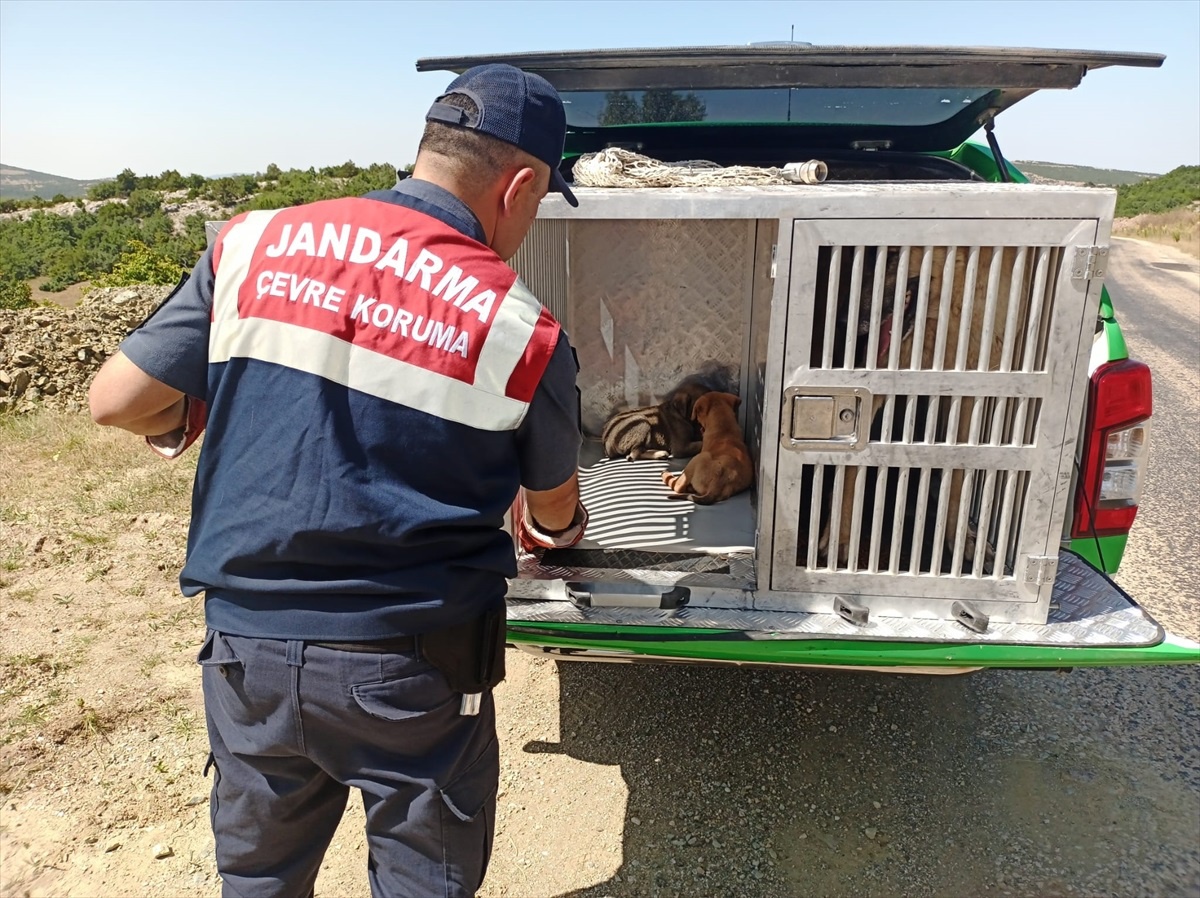 Tokat\'ta jandarma tarafından koruma altına alınan köpek ve yavruları