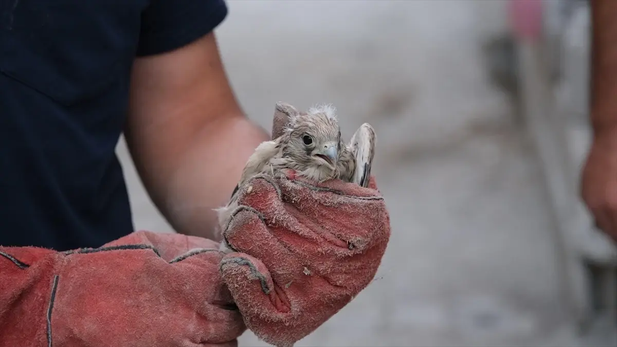Konya\'da Yorgun Düşmüş Kerkenez Yavrusu Tedavi Altına Alındı
