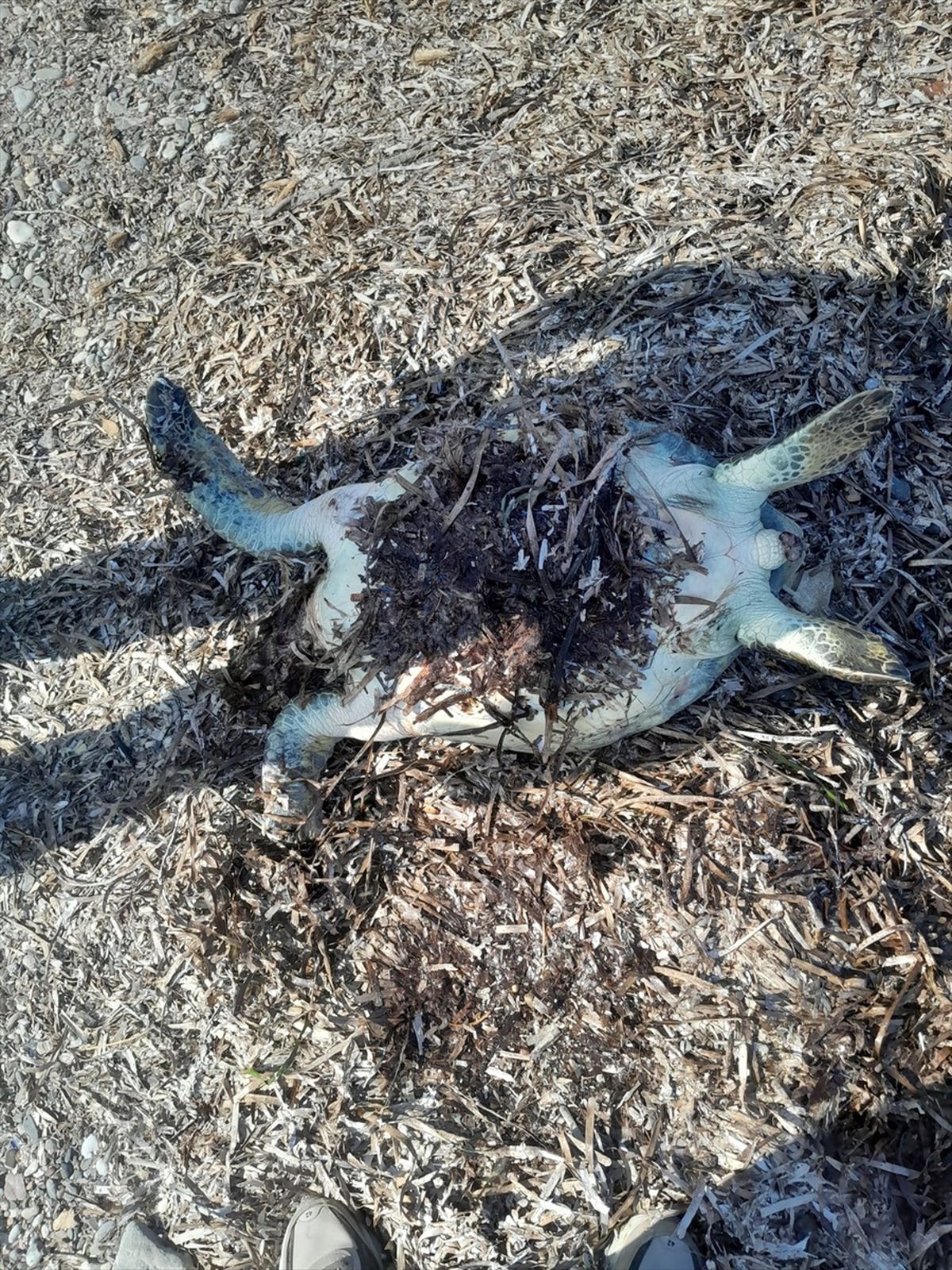 Muğla\'nın Datça ilçesinde nesli tükenme tehlikesi altındaki caretta caretta ölü bulundu
