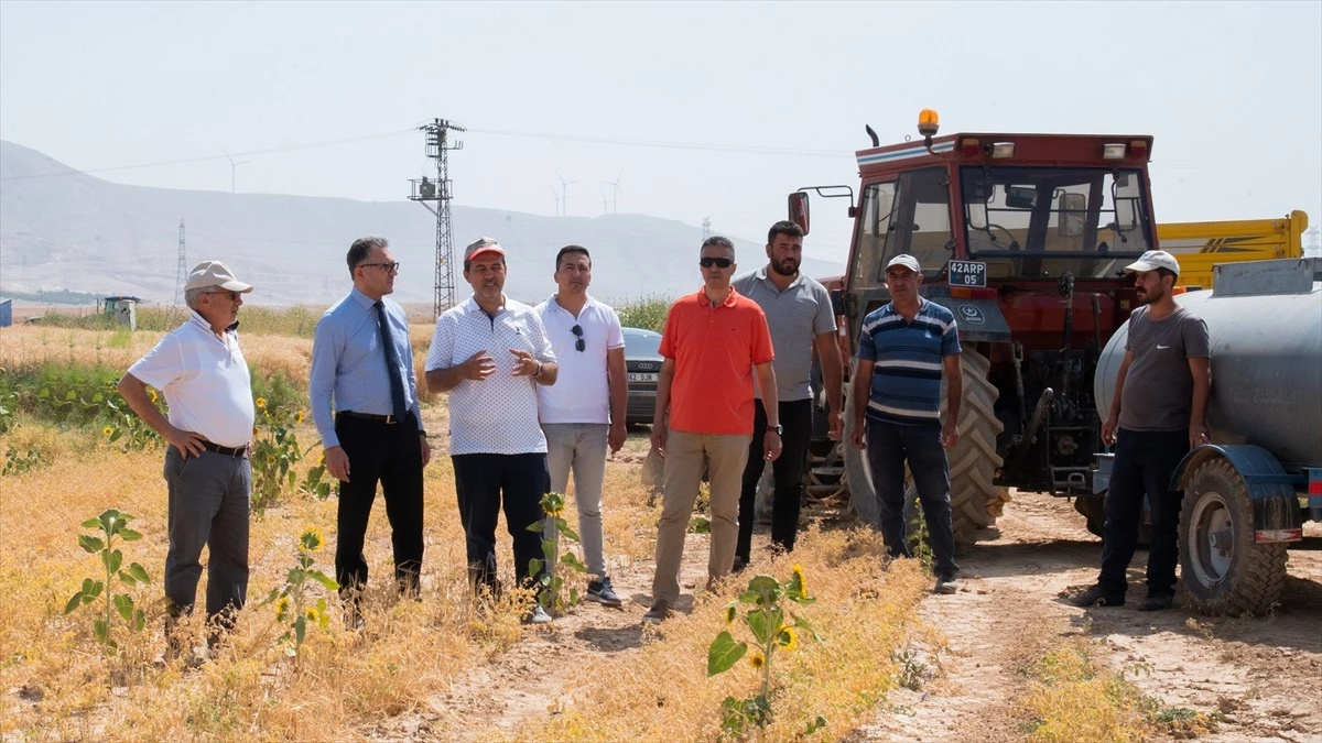 Selçuk Üniversitesi Ziraat Fakültesi\'nde Buğday Hasadı Başladı