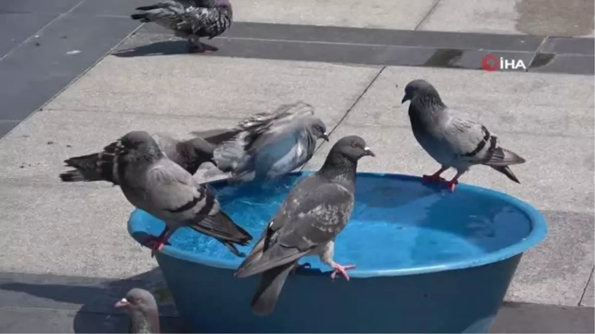 Sıcak Havadan Bunalan Kuşlar Ağaçların Dallarına Sığındı