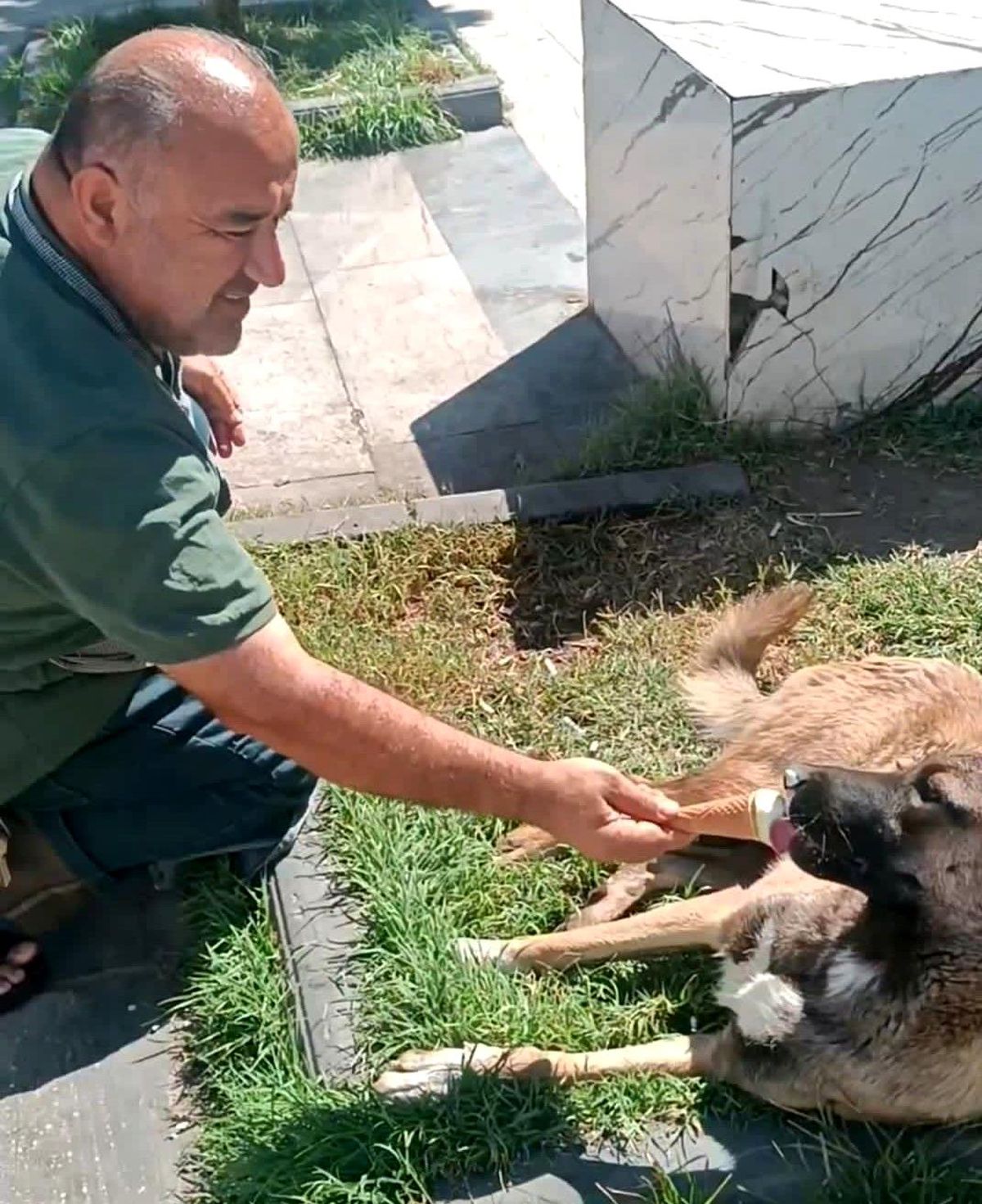 Batman\'da Sokak Köpeği İkram Edilen Dondurmayı Geri Çevirmedi