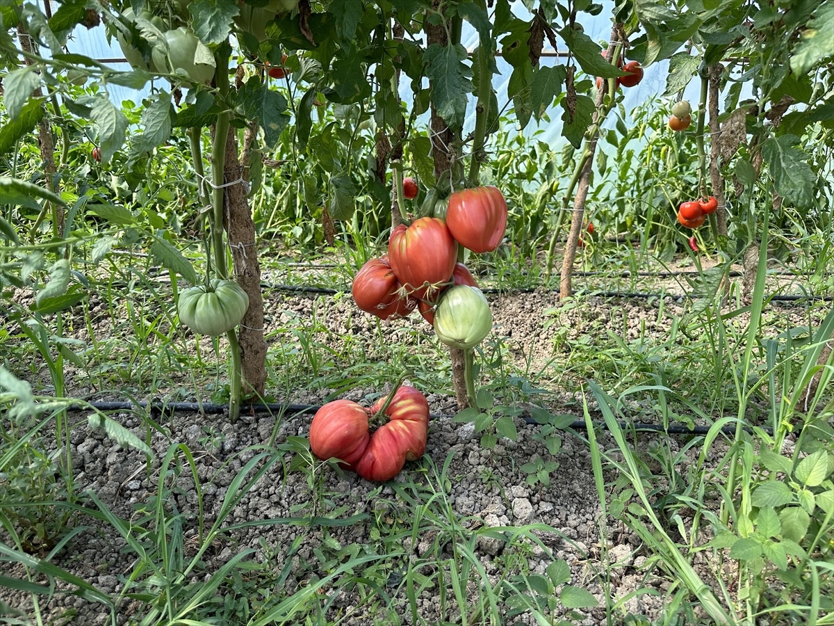 Akyazı\'da Ata Tohumundan 1,5 Kilogramlık Domates Yetiştirildi