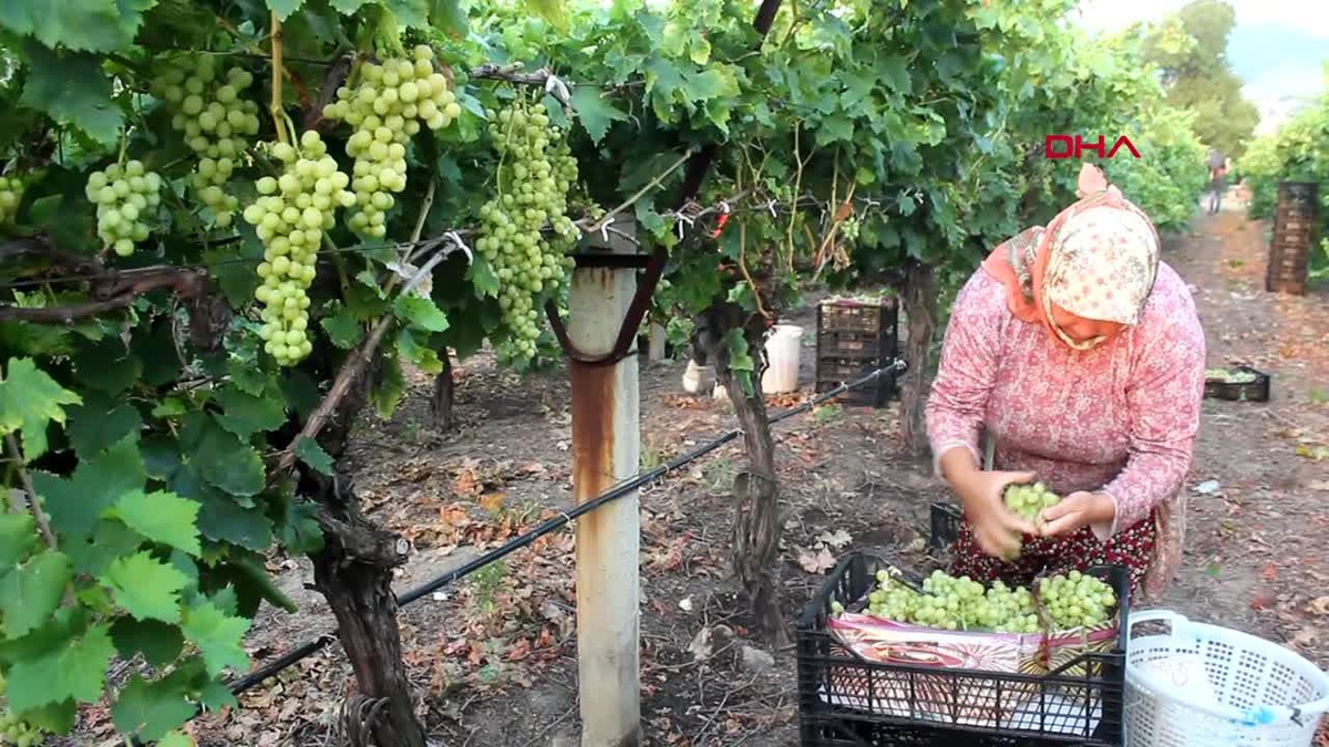 Manisa\'da Superior Seedless Üzüm Hasadı Başladı