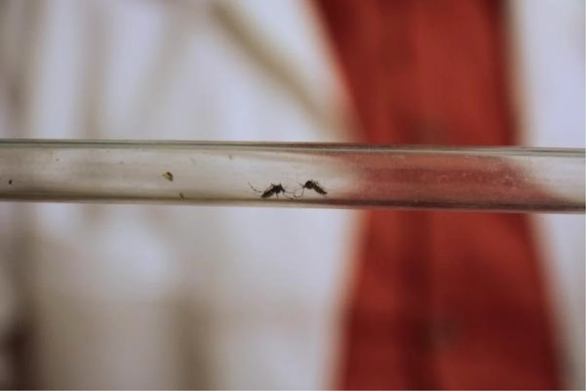 Rize\'de Asya Kaplan Sivrisineği ile Mücadele Başlatıldı