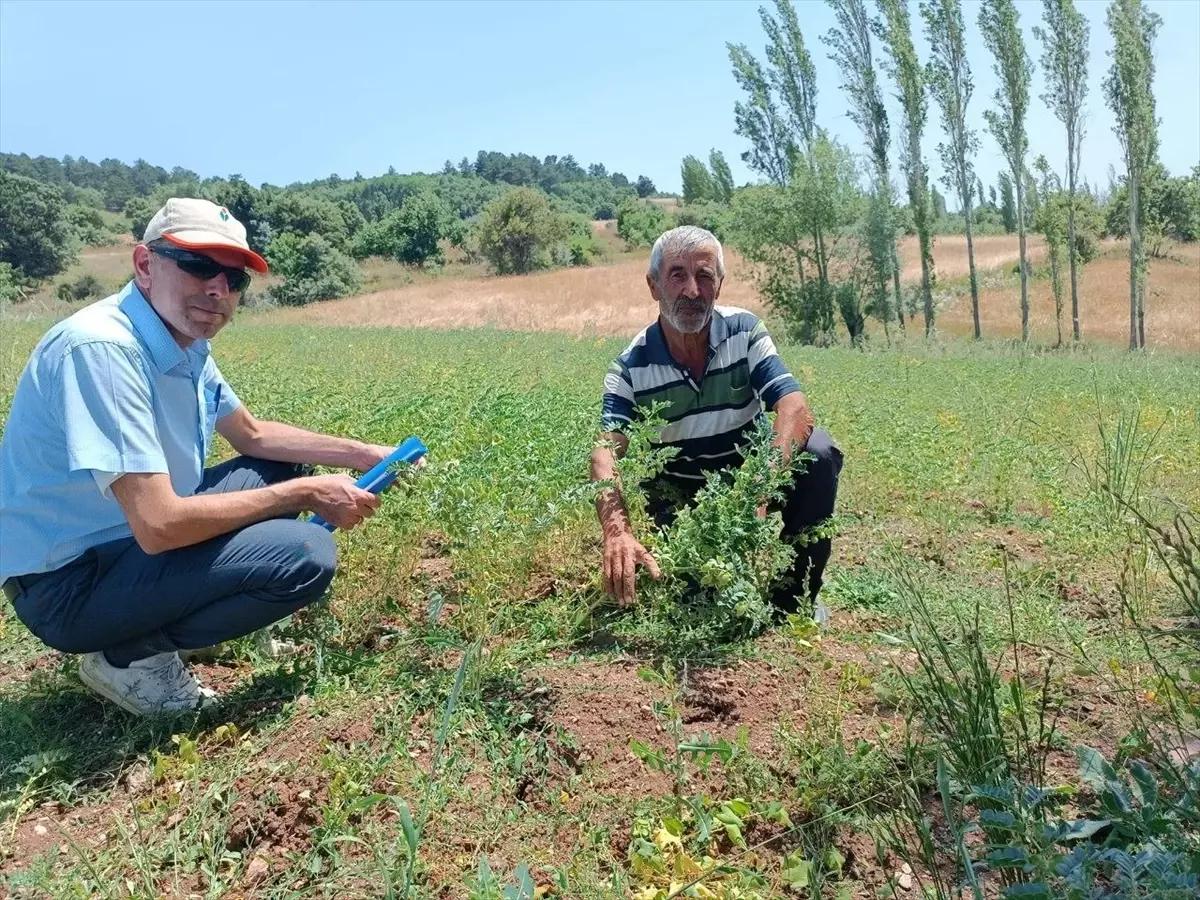 Çiftçilere dağıtılan tohumların gelişimi denetlendi