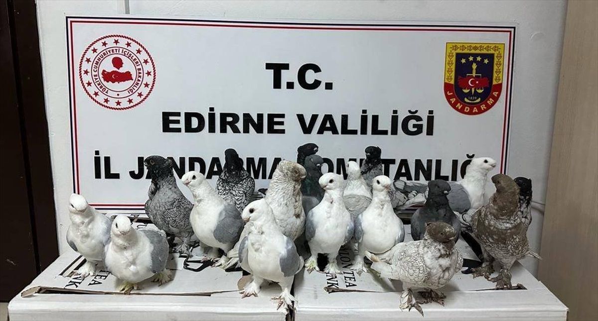 Edirne\'de Jandarma Kaçak Hayvan Ticareti Operasyonu