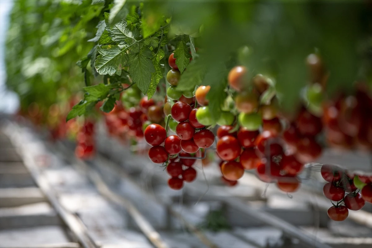 Erzurum\'da termal kaynak ve biyokütlesel atıklarla serada üretilen domatesler Türkiye\'nin dört bir yanına gönderiliyor