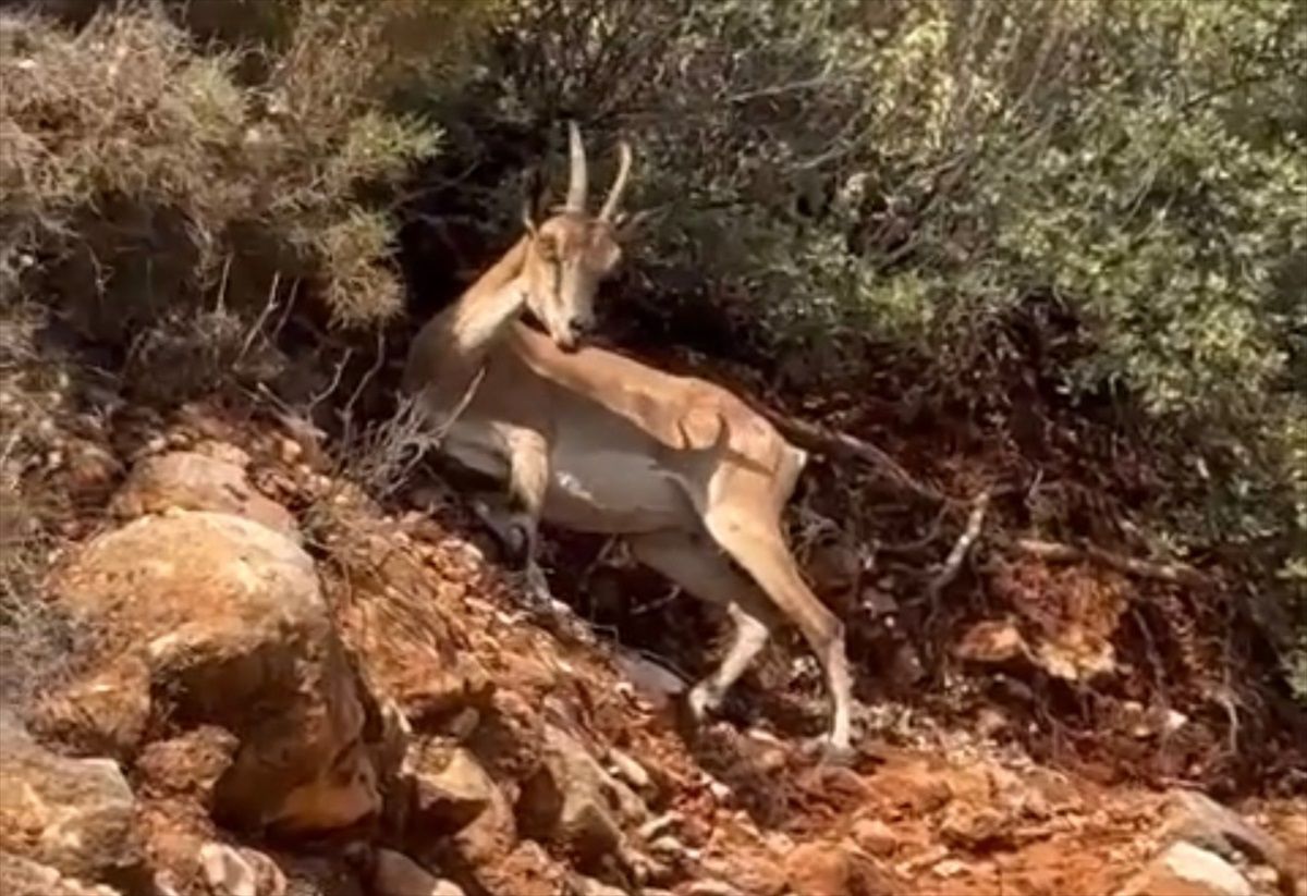 Kaş\'ta Kara Yolu Kenarında Dağ Keçileri Görüntülendi