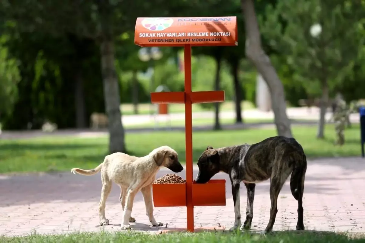Kocasinan Belediyesi Sokak Hayvanları İçin Beslenme Noktaları Oluşturuyor