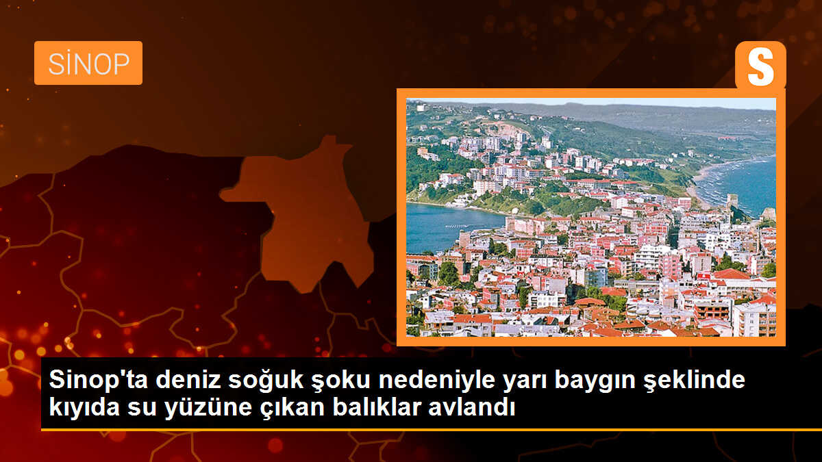 Sinop\'ta Deniz Soğuk Şoku: Balıklar Kıyıda Su Yüzüne Çıktı