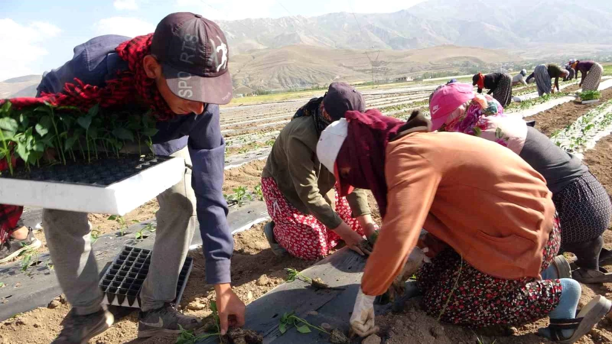 Van\'da mevsimlik tarım işçileri sıcaklara rağmen çalışmaya devam ediyor