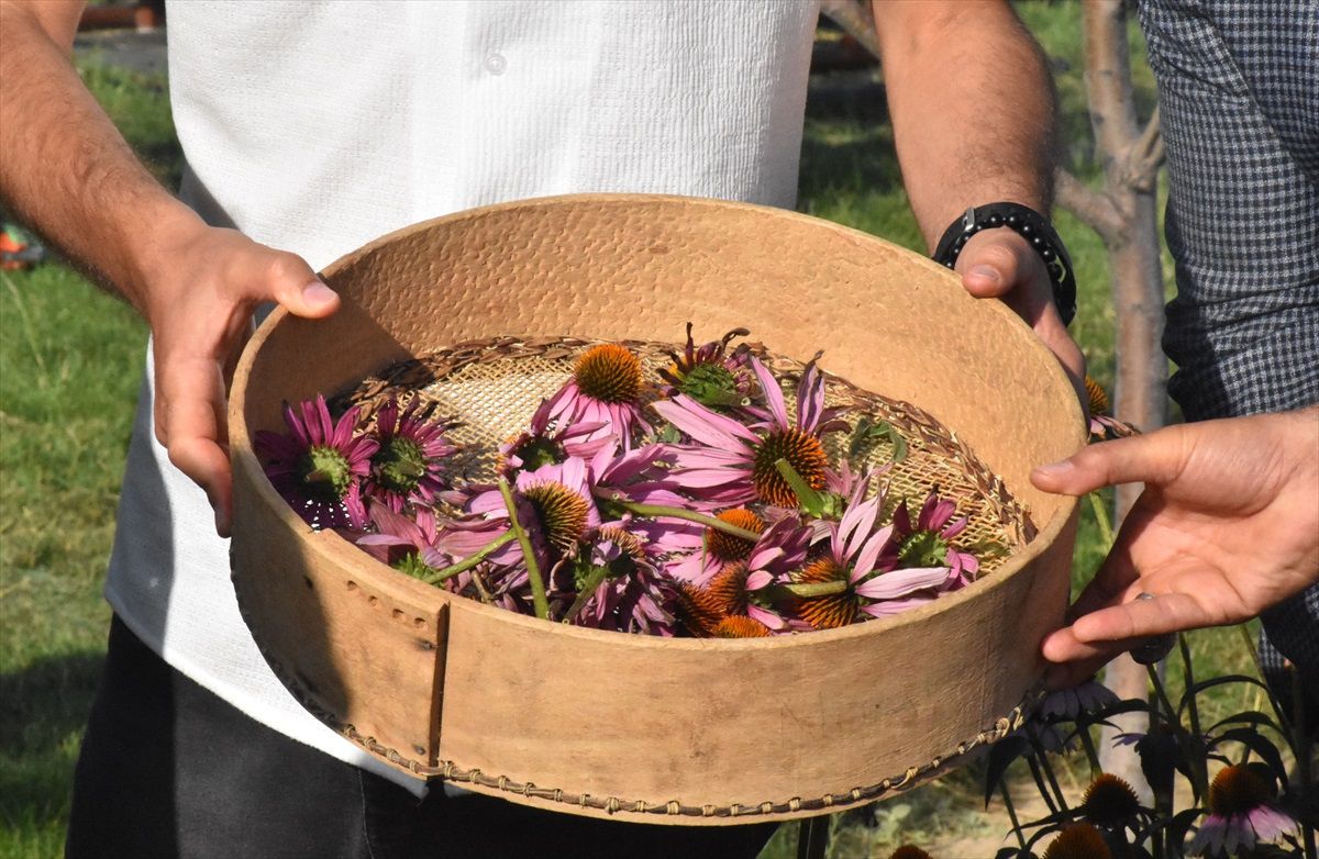 YYÜ\'de Tıbbi ve Aromatik Bitkilerin Hasadı Gerçekleştirildi