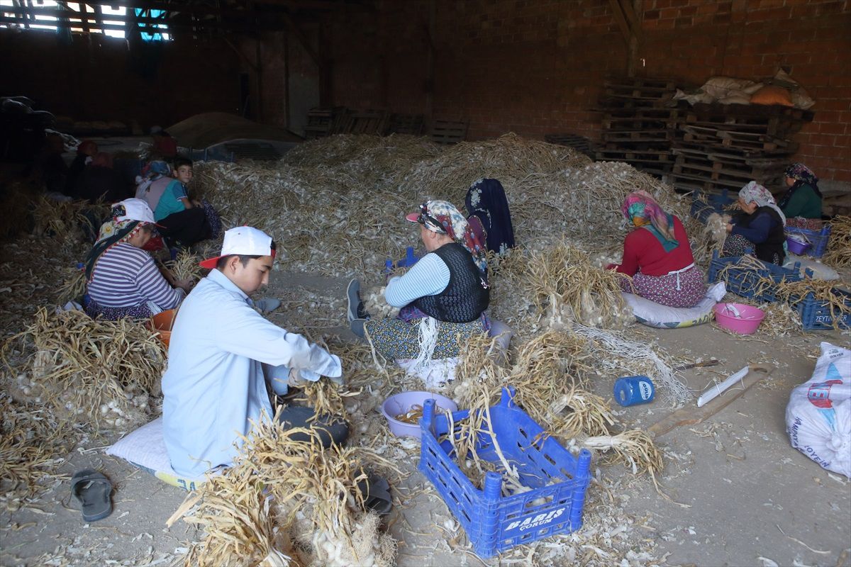 Çorum Üyük köyünde sarımsak hasadı başladı
