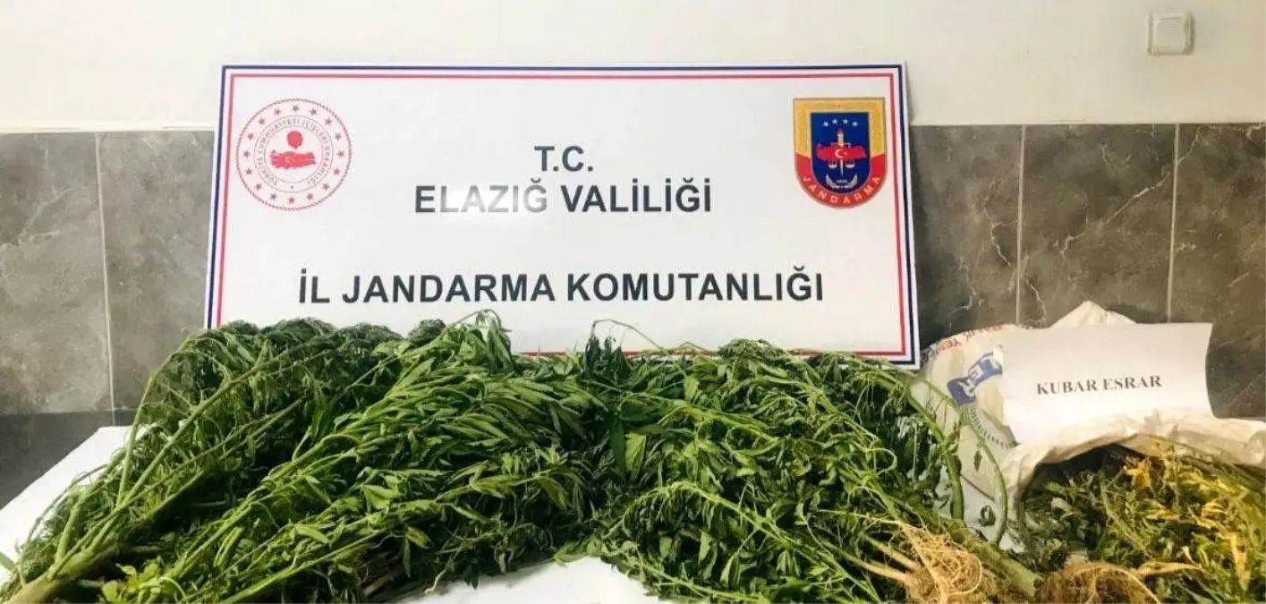 Elazığ\'da Damla Sulama Sistemli Kenevir Tarlasına Operasyon