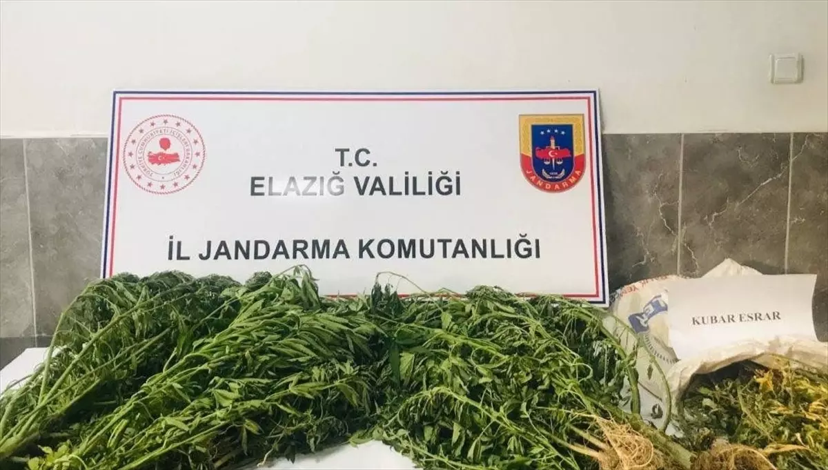 Elazığ\'da Hint keneviri ekimi yapan şüpheli yakalandı