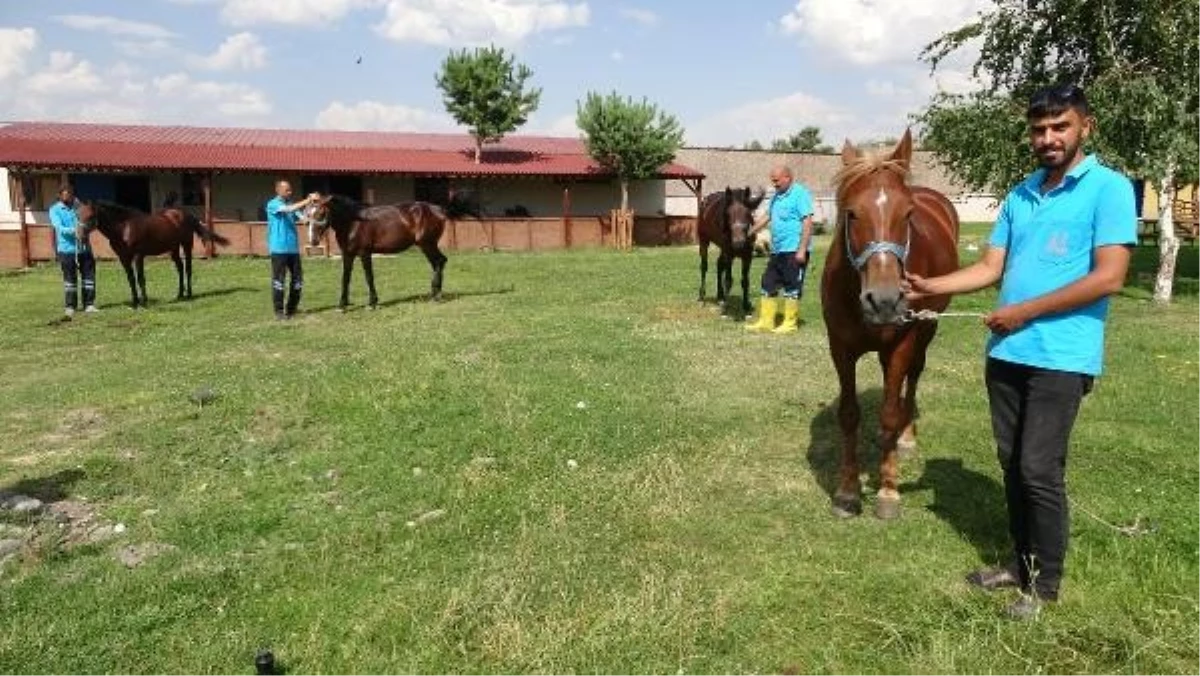 Erzurum\'da Faytoncuların Atları Bakıma Alındı