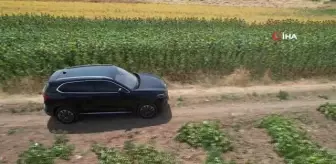 Kahramankazan Ovasında Ayçiçeği Tarlaları Sarıya Büründü