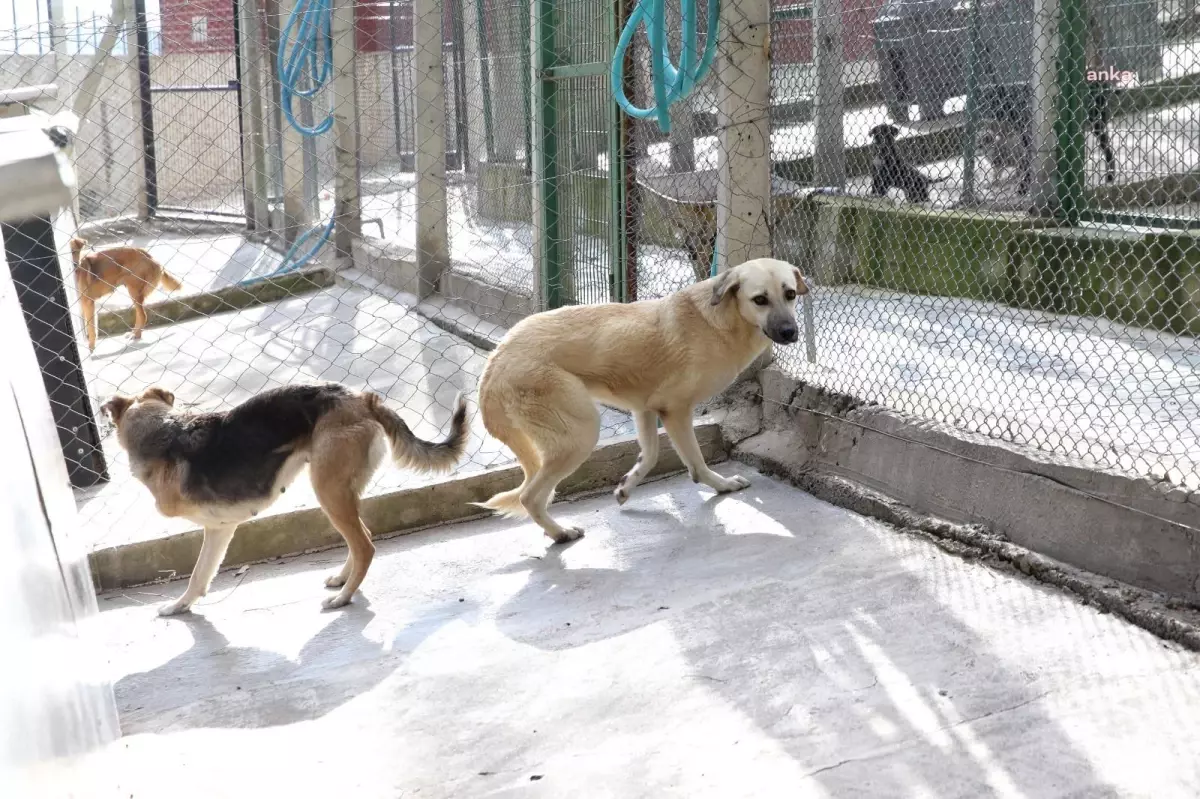 Karşıyaka Belediyesi Ampute Köpeklere Yuva Oluyor