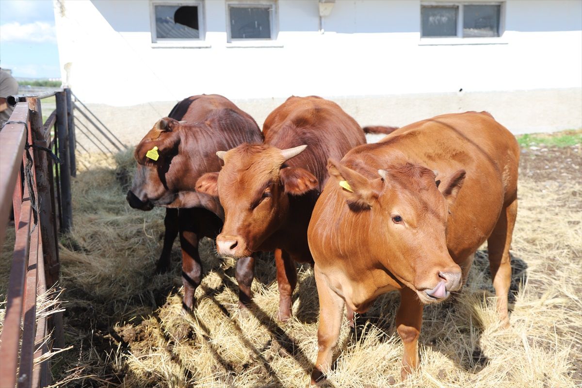 ABD\'den özel termosla Türkiye\'ye getirilen sığır embriyoları, 1 yılda et deposu "Beefmaster"a dönüştü