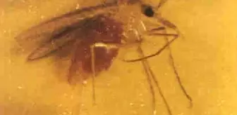 Kum Sinekleri Hastalıklara Sebep Oluyor