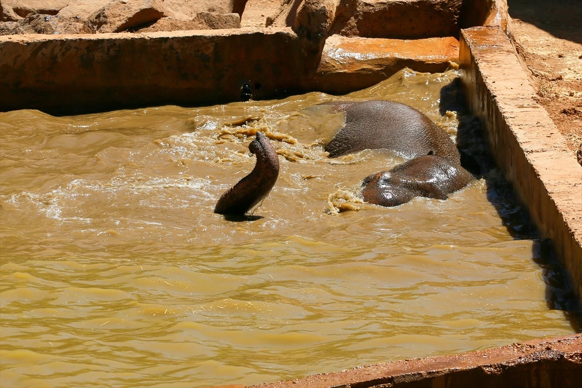 Gaziantep Doğal Yaşam Parkı\'ndaki Tüp Bebek Fili Gabi, Sıcak Havalarda Havuzda Serinliyor