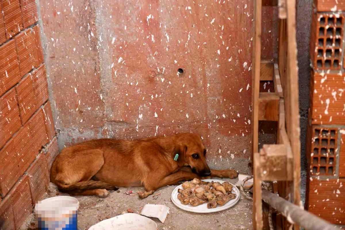 Esenyurt Belediyesi, 41\'inci katta mahsur kalan köpeği kurtardı