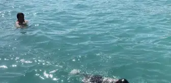 Mersin'de Köpek Denizde Serinledi ve Oynadı