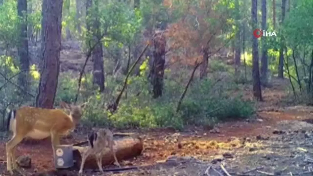 Su içen alageyik ve yavrusu fotokapana yakalandı