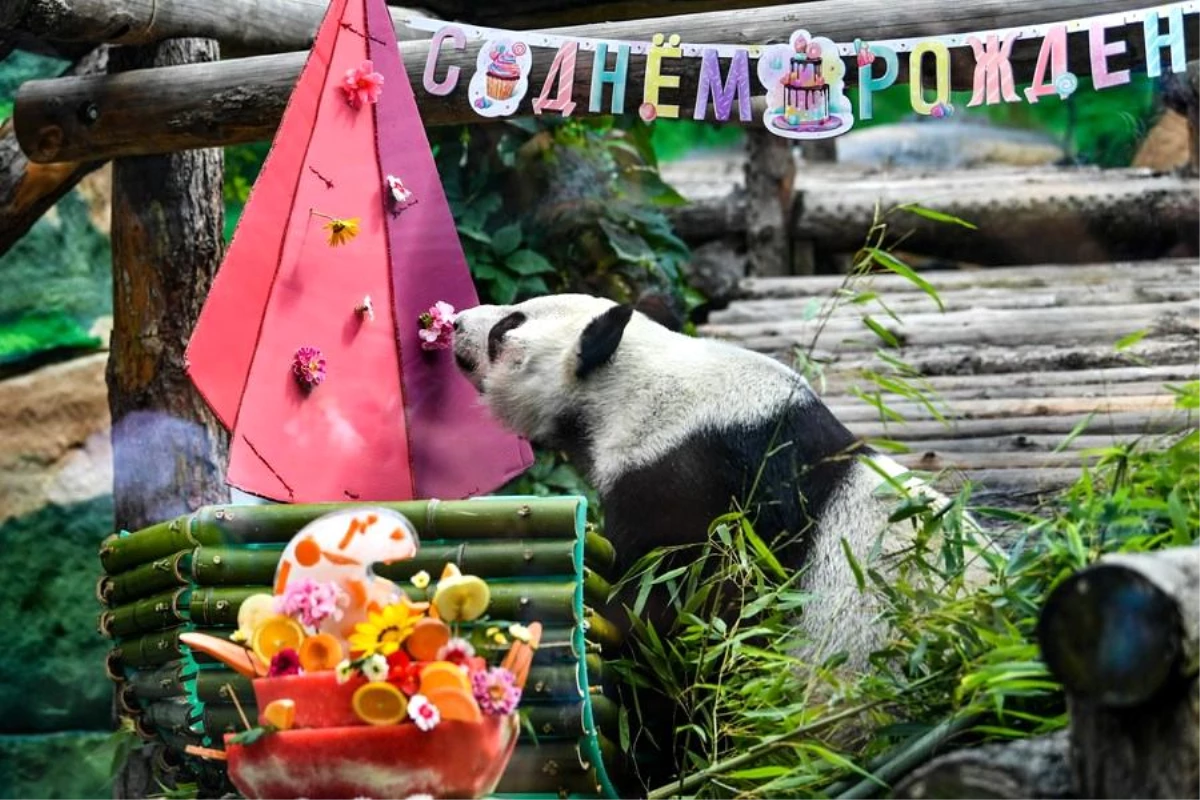 Albüm: Dev Pandalar Ruyi ve Dingding\'e Moskova\'da Doğum Günü Sürprizi
