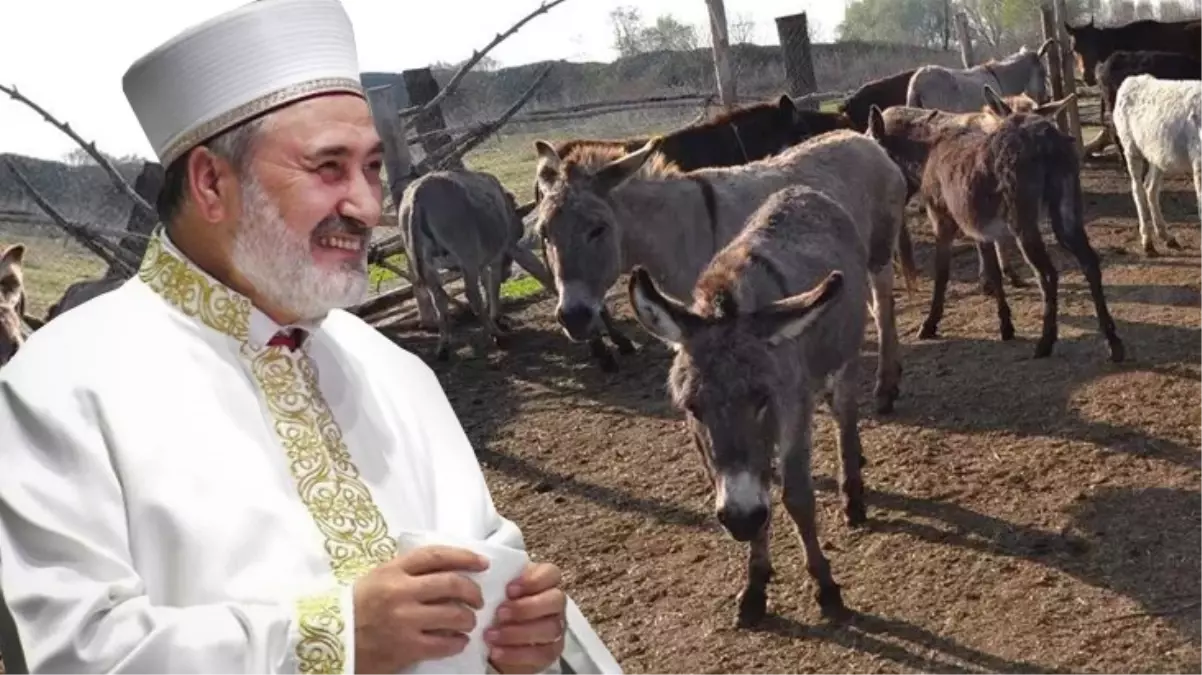 Ankara İl Müftüsü\'nden tartışma yaratacak fetva: Yabani eşeğin eti de sütü de helaldir