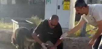 Bingöl'de Hastane Başhekiminden Eşeğe Pansuman