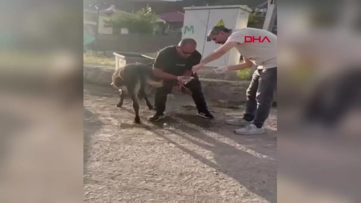 Bingöl\'de eşeğe pansuman yapan doktorun anıları kameraya yansıdı