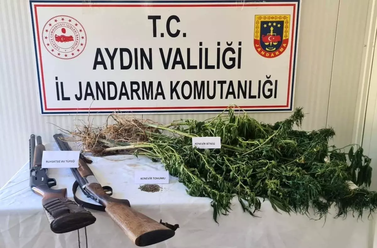 Aydın\'da yapılan operasyonda kenevir bitkisi ve av tüfeği ele geçirildi