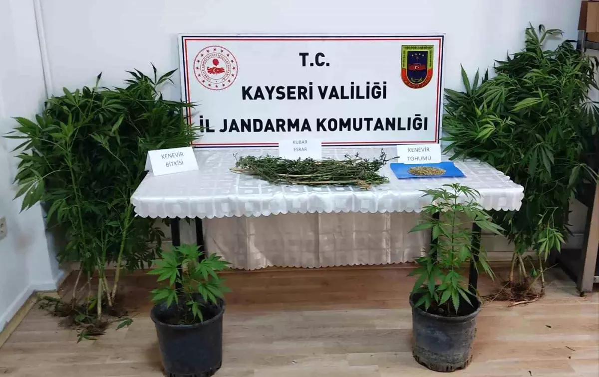 Kayseri\'de Kenevir Bitkisi Yetiştiren Şahıs Gözaltına Alındı