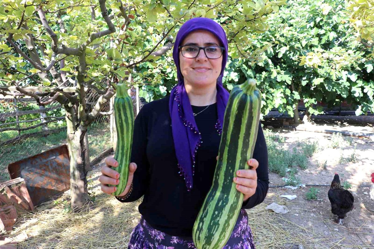 Amasya\'da 70 Santimetre Uzunluğunda Kabak Şaşkınlık Yarattı