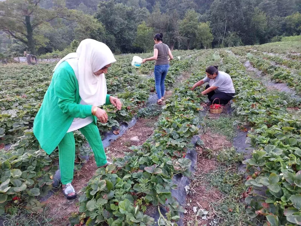 Deprem bölgesi Hatay\'da çiftçiler çilek hasadına başladı