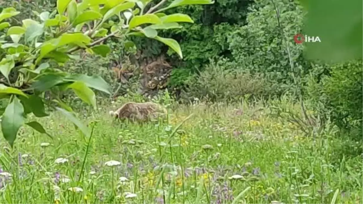 Otlarla beslenen bozayı böyle görüntülendi