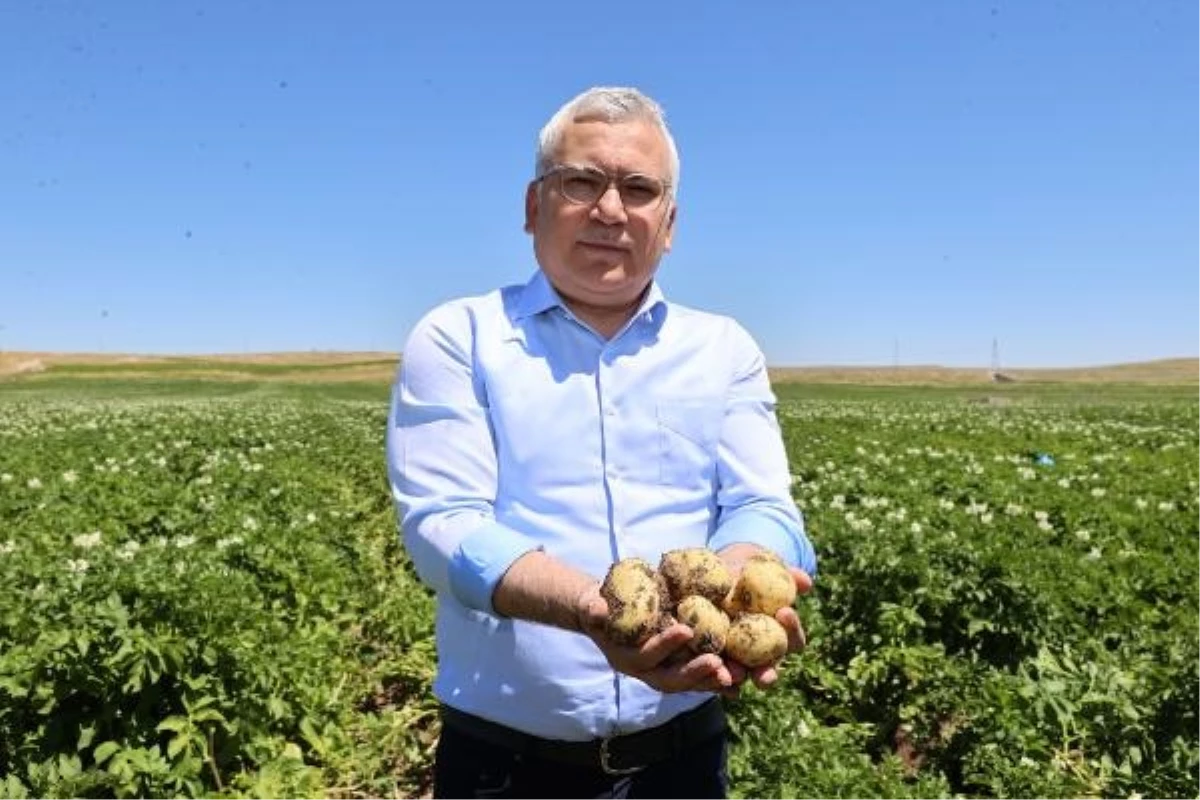 Sivas\'ta Patates Üretiminde Rekor Bekleniyor