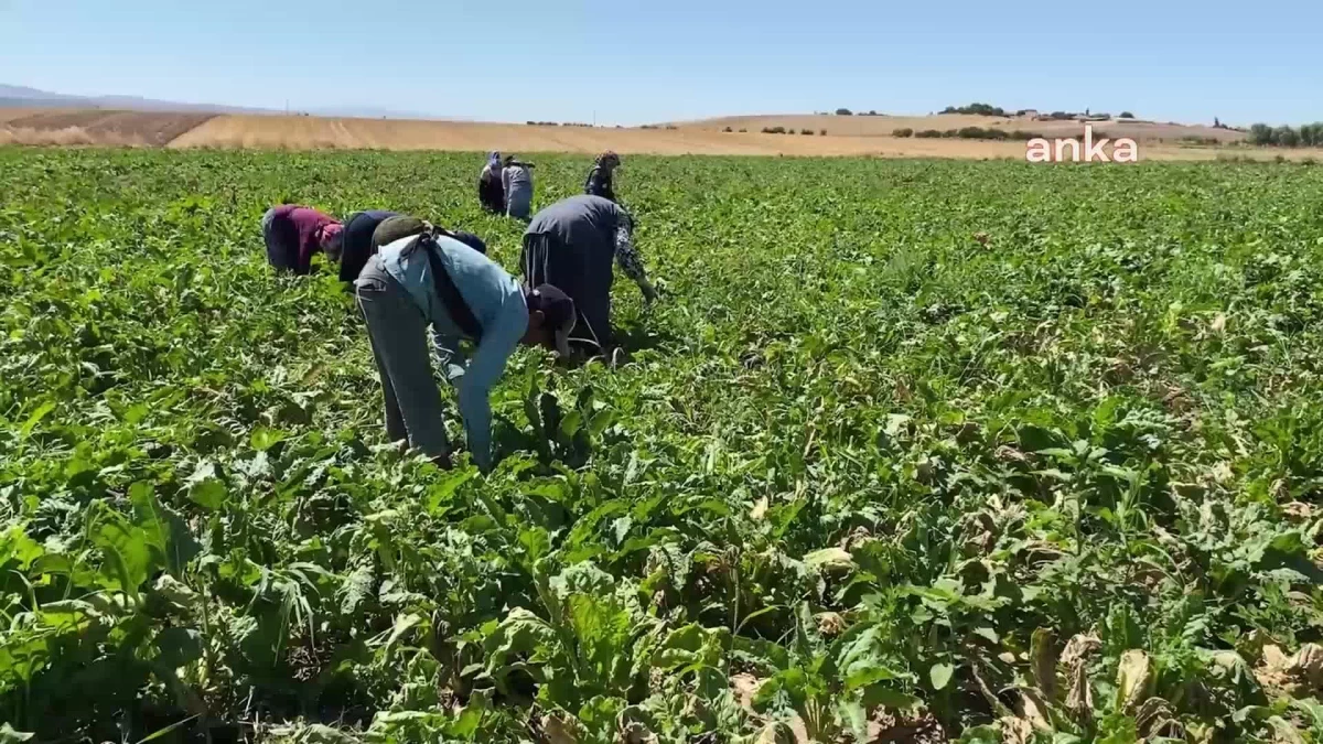 Yozgat\'a mevsimlik tarım işçileri az geldi