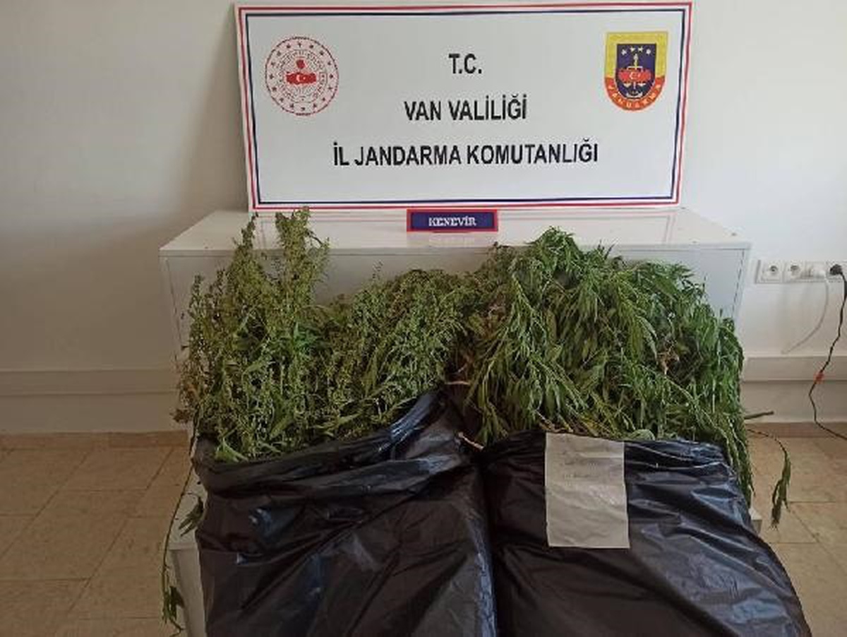 Van\'da 859 Kök Hint Keneviri Ele Geçirildi, 4 Kişi Gözaltına Alındı