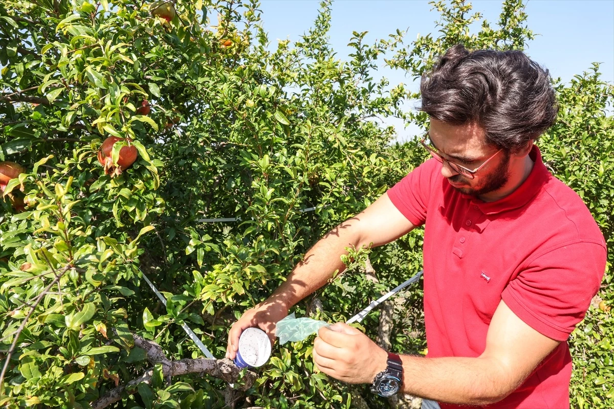 Antalya Büyükşehir Belediyesi, Üreticilere Faydalı Böcek Desteği Sağlıyor