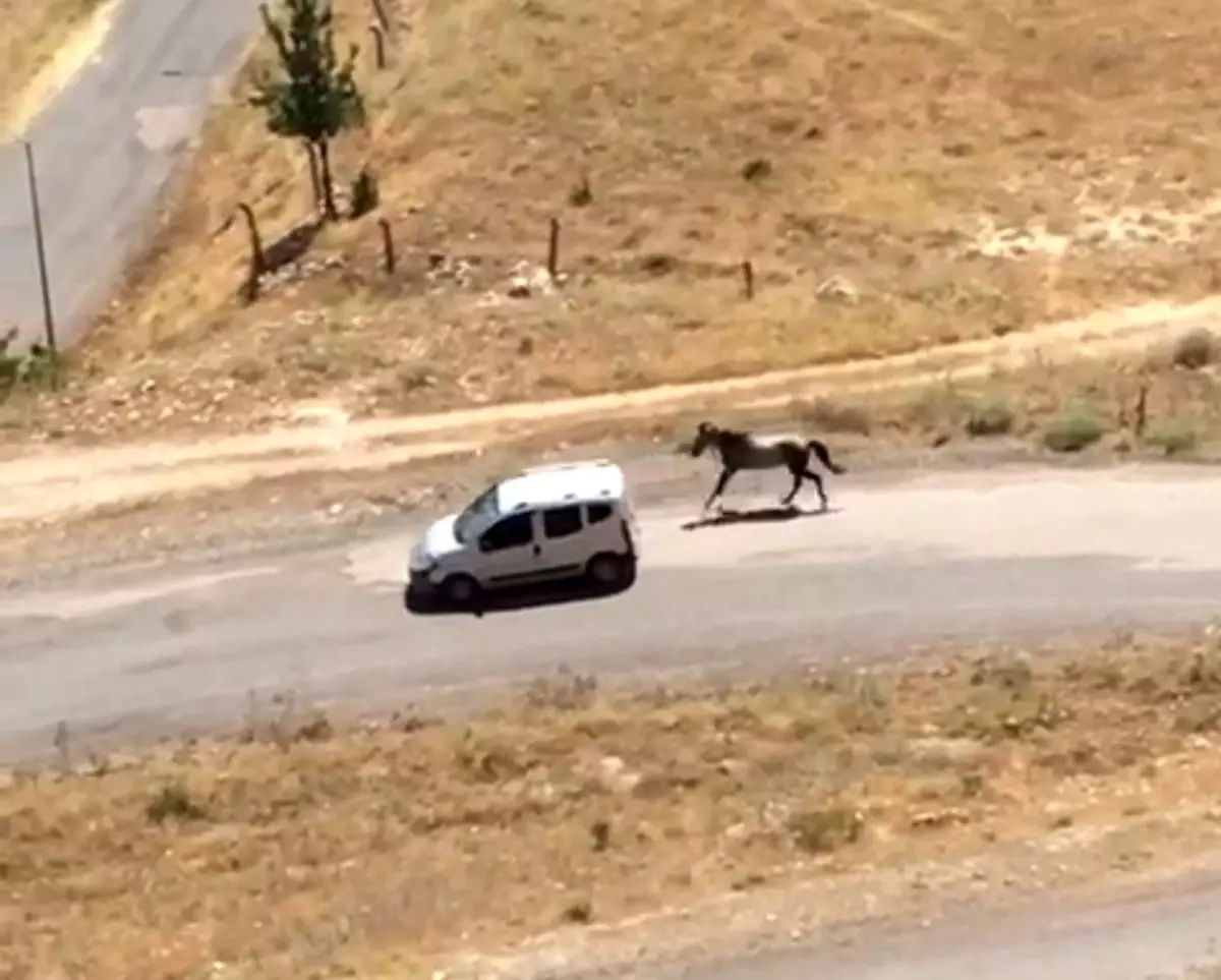 Elazığ\'da atın arkasına bağlanarak koşturulması tepki çekti