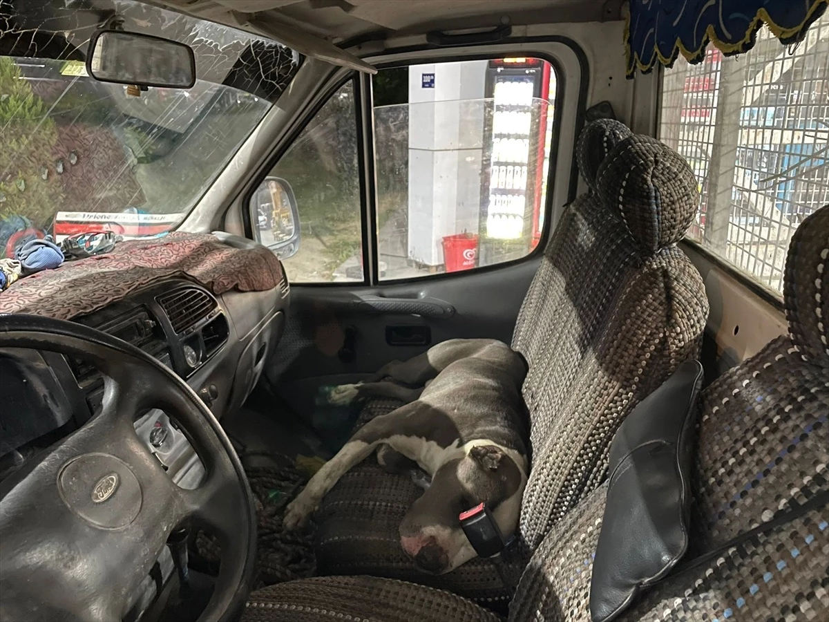 Sahipsiz Pitbull Köpek, Kamyonetten İnmeyince Sürücü 6 Saat Bekledi