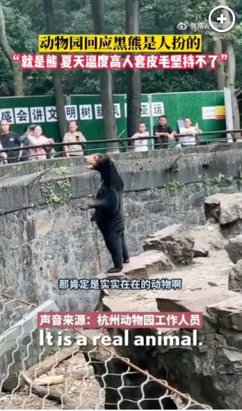 Çin'deki Hayvanat Bahçesinden 'İnsan Ayı' İddialarına Yanıt: Gerçek Ayılar