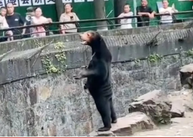 Çin'deki Hayvanat Bahçesinden 'İnsan Ayı' İddialarına Yanıt: Gerçek Ayılar